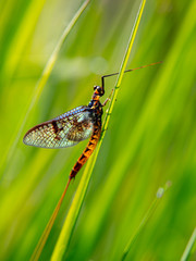 Mayfly waiting to rise