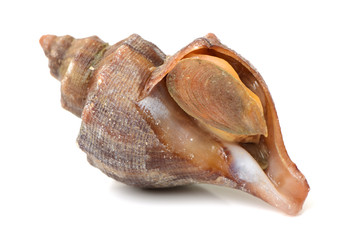 live conch on white background