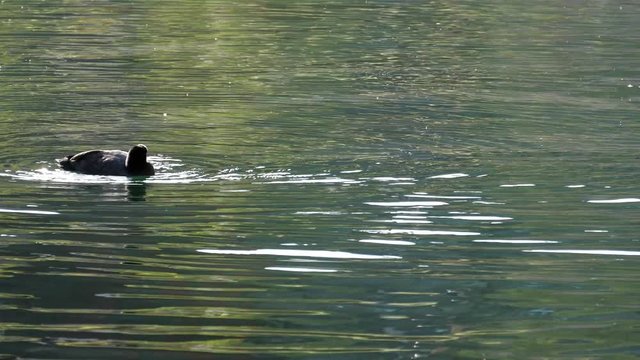 Toilette d'une poule d'eau