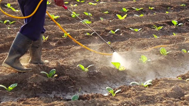 Asian farmer working in the field and spraying chemical or fertilizer to young tobacco tree in sunset time