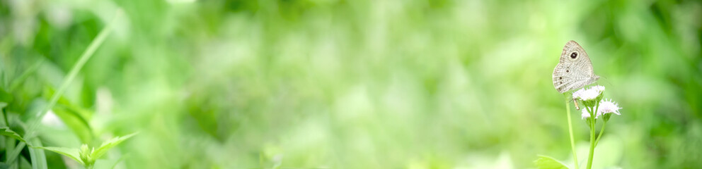 Beautiful green nature with butterfly on white wild flower in the summer garden, insect on green nature blurred background with copy space, Ecology natural landscape cover page © Stella