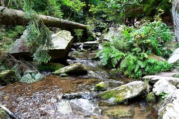 small waterfall in the forest