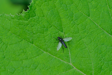 Männchen der Märzfliege (Bibio marci)