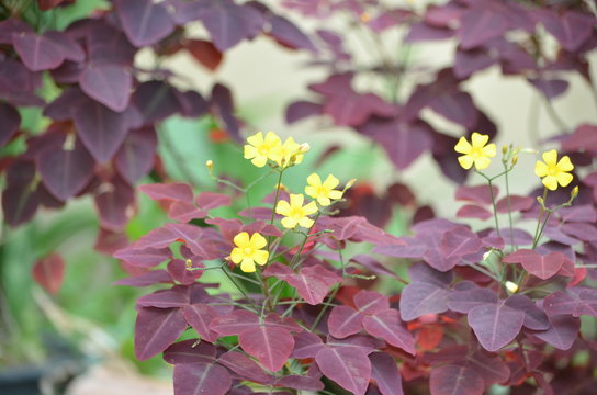 Avenca Roxa