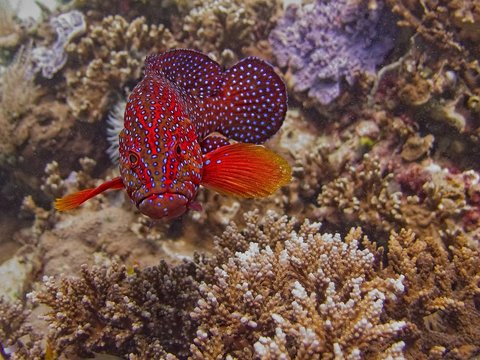  coral hind Cephalopholis miniata on a reef