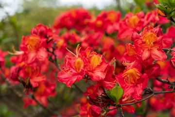 Rhododendron in bloom with flowers. Azalea bushes in the park. A great decoration for any garden