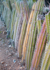 Cactus fence, Bonaire