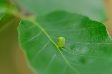 Die Galle der Buchengallm&uuml;cke