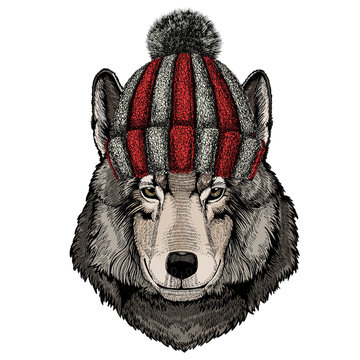 Wolf portrait. Head of wild animal. Knitted wool winter hat.