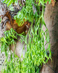 Horn plant (Platycerium) ,Deer antlers or with the scientific name platycerium andinum which is also known in Indonesia as a 