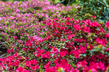 Rhododendron in bloom with flowers. Azalea bushes in the park. A great decoration for any garden