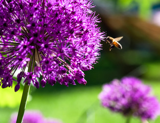 A bee flies to a pink ball leek flower Purple Allium Giganteum in a green summer garden.