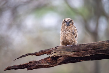 A Great Horned Owlet perched after a rainstorm.