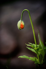 Closeup of poppy flowers blossom