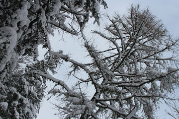 forest in the french alpes, closed to chamonix (france)