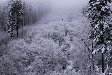 Frozen forest hidden to haze in Beskydy mountains, czech republic, europe. Breathtaking depressed atmosphere with the main colors white and gray.