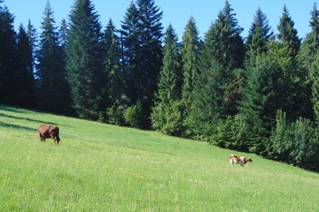 Łąka, hala na górskich stokach Pienin, pasące się konie i krowy © Sławek