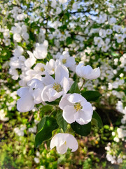 apple tree flowers