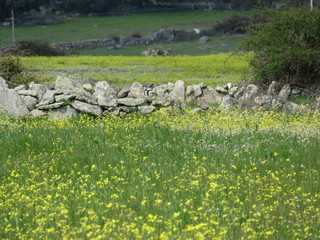 Beautiful stone wall that separates the fields and animals