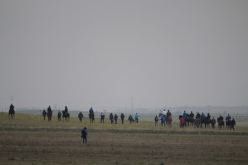 Stunning Photos of dogs spaniards hunting the hare in open field