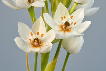 Close-up of a group of white bethlehem star flowers with yellow stamens and on a light background