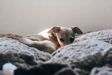 Whippet Italian Greyhound mixed breed puppy sleeping