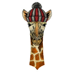 Giraffe head. Portrait of wild animal. Knitted wool winter hat.