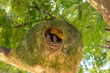 Fêmea do Canário-da-terra alimentando seus filhotes em uma casa de João-de-barro.