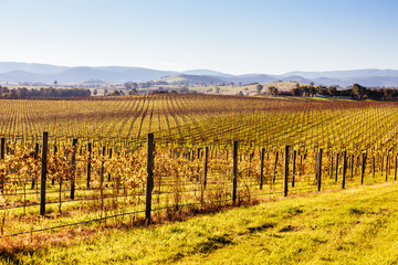 Fototapeta premium Yarra Valley Vineyard in Australia
