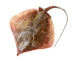 Fresh ray fish isolated on white background © zcy