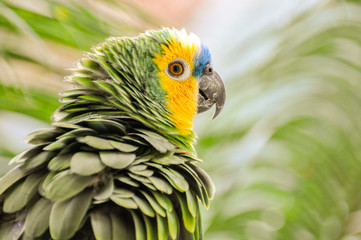 green winged macaw