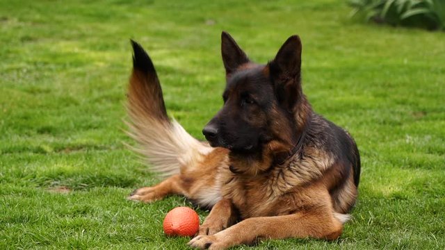 Slowmotion. German shepherd resting and shaking its tail. animals, dogs, pets.
