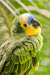 green winged macaw