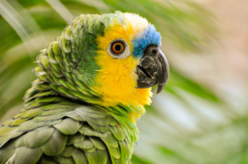 green winged macaw