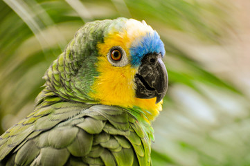 green winged macaw