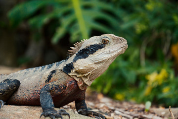 Lizard in the Jungle Sitting on a Tree.