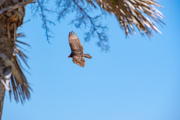 Turkey Vulture hunting on coastal roadway in Jeckle Island Resort in Georgia.