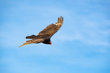 Turkey Vulture hunting on coastal roadway in Jeckle Island Resort in Georgia.