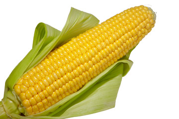 Open cob of fresh ripe corn on a white background