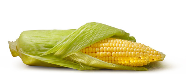 Open cob of fresh ripe corn on a white background