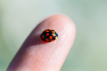 Macro shot of ladybugs on a finger in the open air on a sunny day