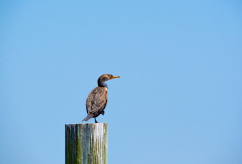 Cormorant sitting on post on lake in Jeckle Island Georgia.