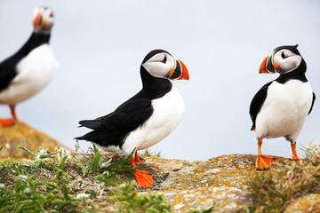 Atlantic Puffin foraging in a grass meadow,  Newfoundland, Canada