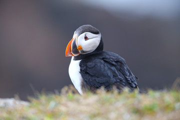 Atlantic Puffin Head Portrait, look back pose, from Newfoundland, Canada