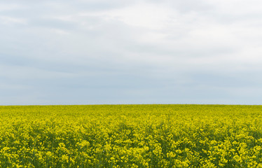 Fototapeta premium yellow rapeseed flowers (lat. Brassica get drunk) against a blue sky 7