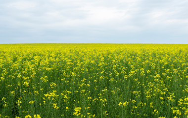 yellow rapeseed flowers (lat. Brassica get drunk) against a blue sky 11