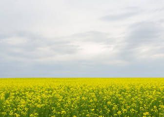 yellow rapeseed flowers (lat. Brassica get drunk) against a blue sky 12