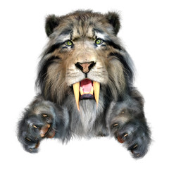 3D Rendering Sabertooth Tiger on White