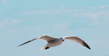 Mouette qui vole dans le ciel de Majorque, les ailes ouvertes