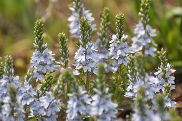In the spring, the Veronica prostrata blooms among the herbs